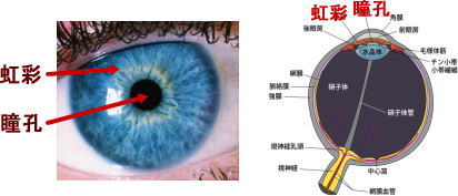 虹彩の位置と形、目の構造